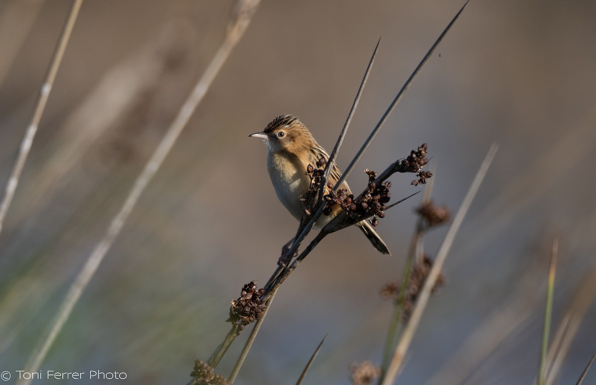 Yelpazekuyruk - ML647186197