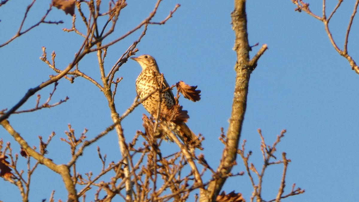 Grive draine - ML647186198