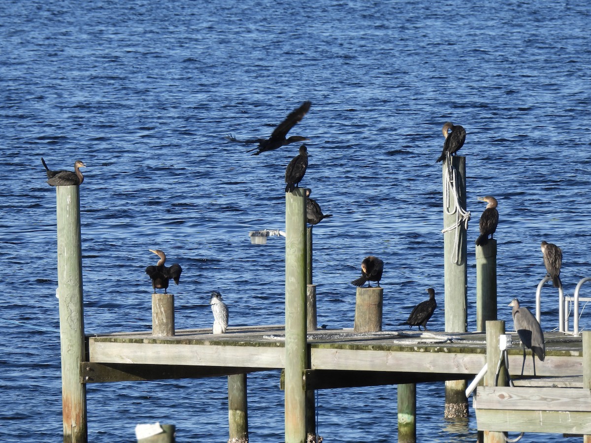 Cormoran à aigrettes - ML647186203