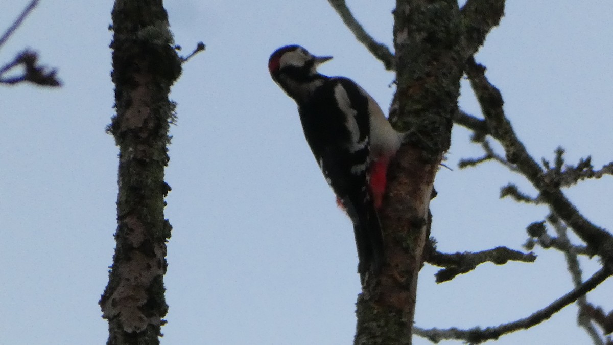 Great Spotted Woodpecker - ML647186217