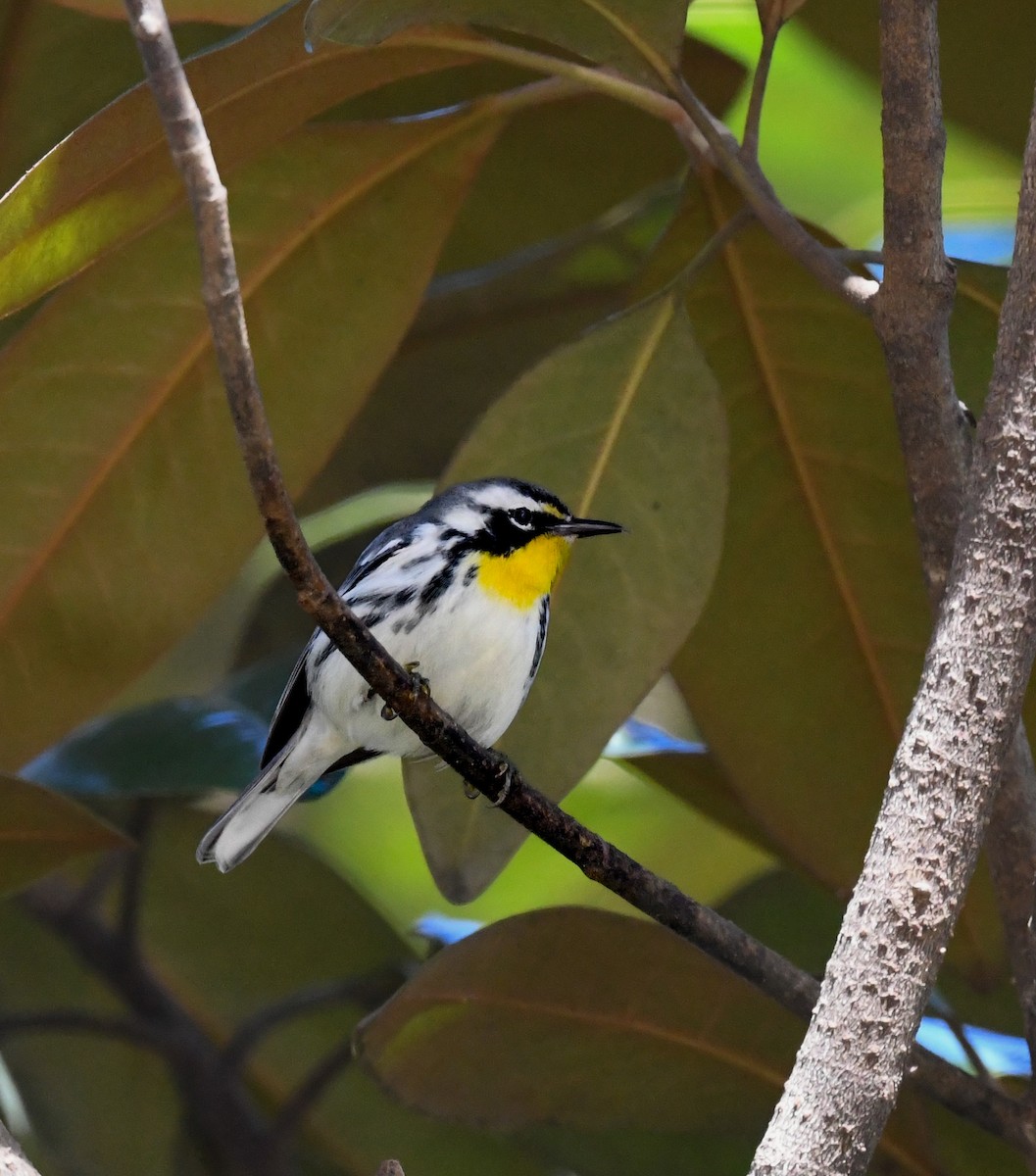 Goldkehl-Waldsänger - ML647186222