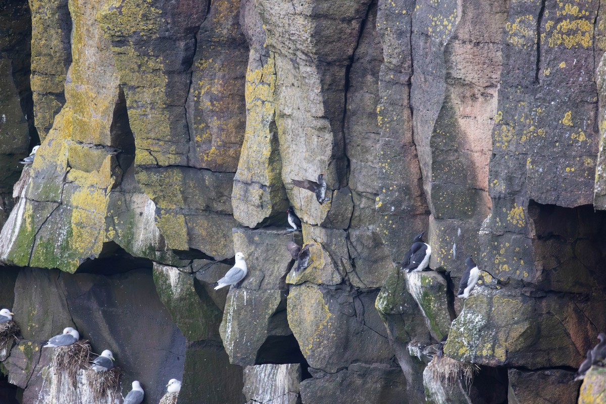 krykkje - ML647186224