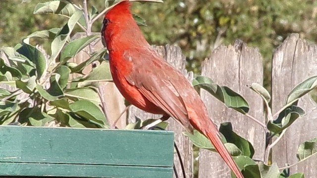 Northern Cardinal - ML647186236