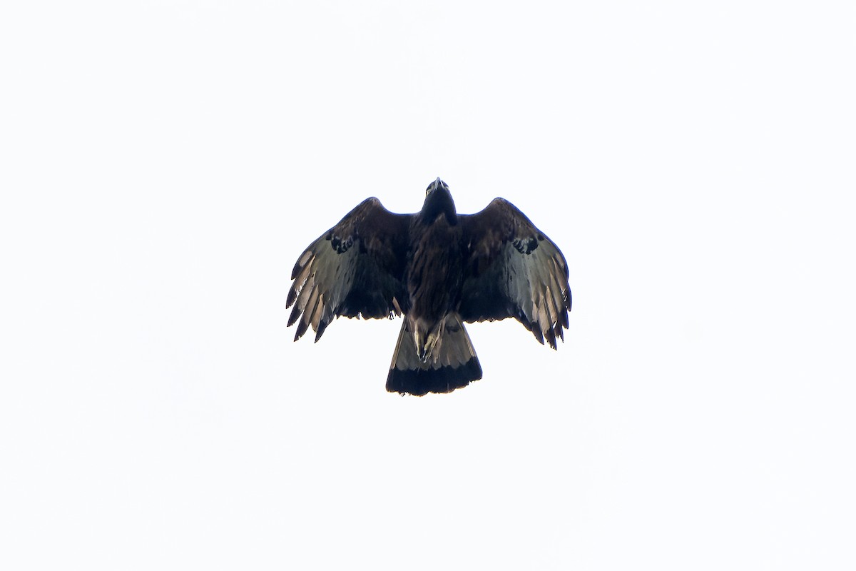 Black-and-chestnut Eagle - ML647186240