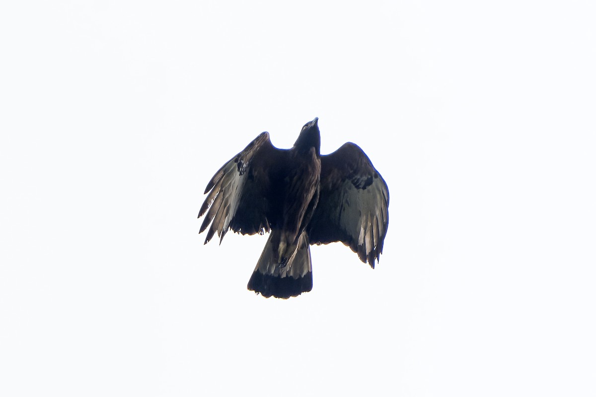 Black-and-chestnut Eagle - ML647186241