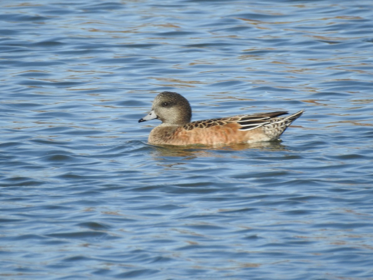 American Wigeon - ML647186242