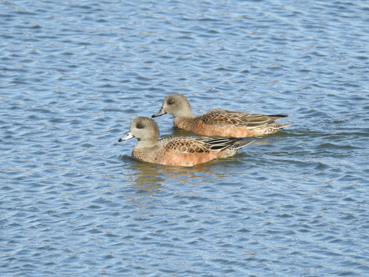 American Wigeon - ML647186243