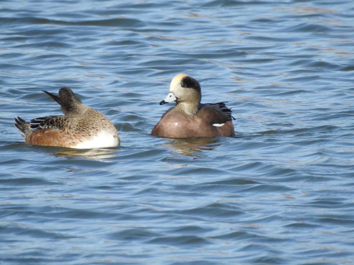American Wigeon - ML647186244