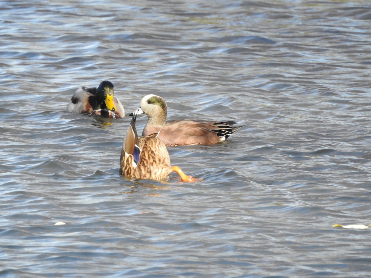 American Wigeon - ML647186245