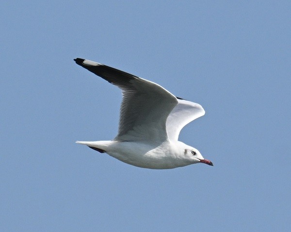 Gaviota Centroasiática - ML647186256