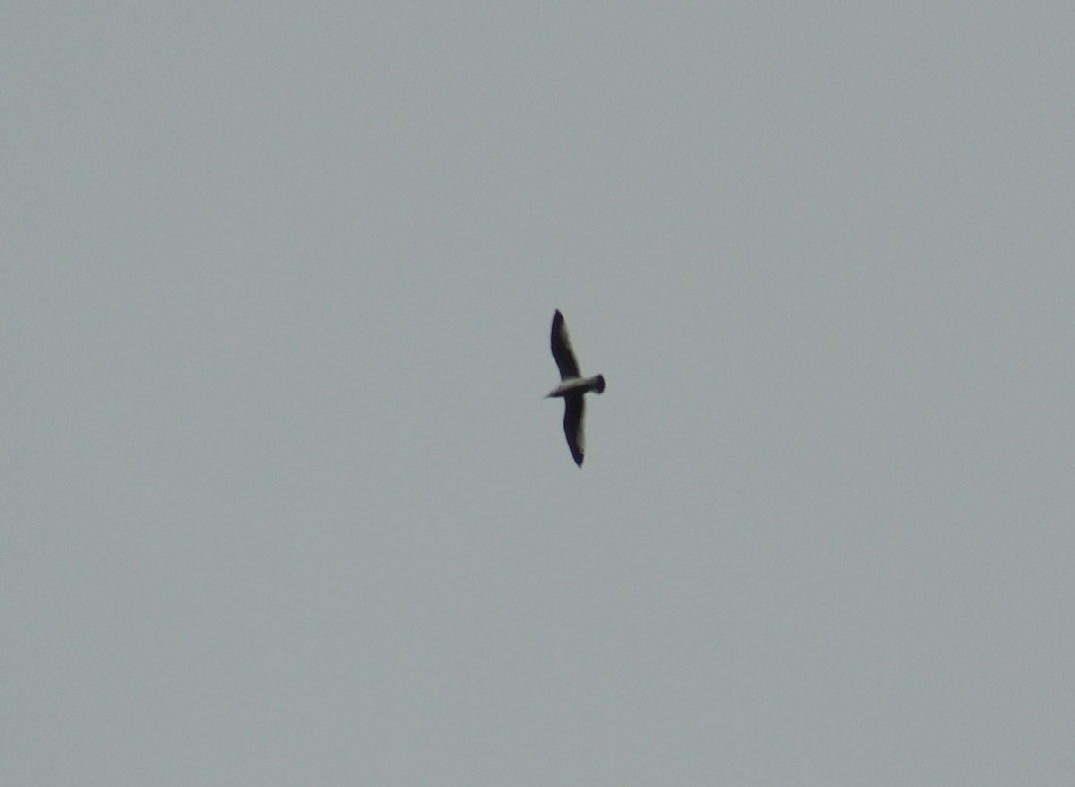 чайка sp. - ML647186257