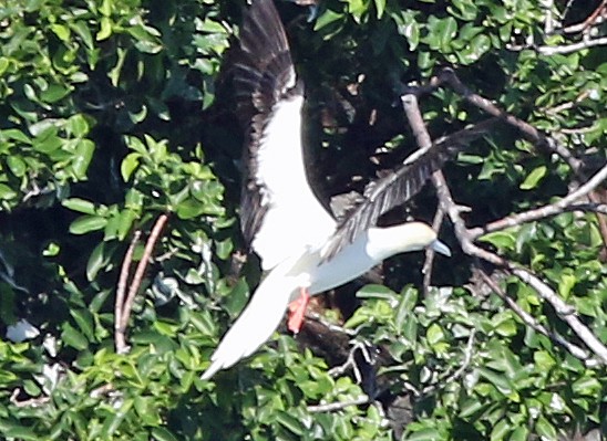 Сула червононога - ML647186259