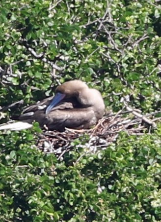 Сула червононога - ML647186262