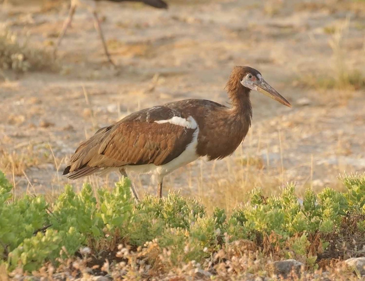 חסידת אבדים - ML647186263
