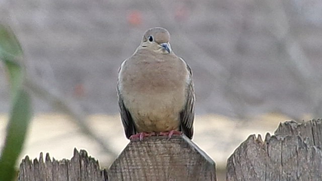 Mourning Dove - ML647186264