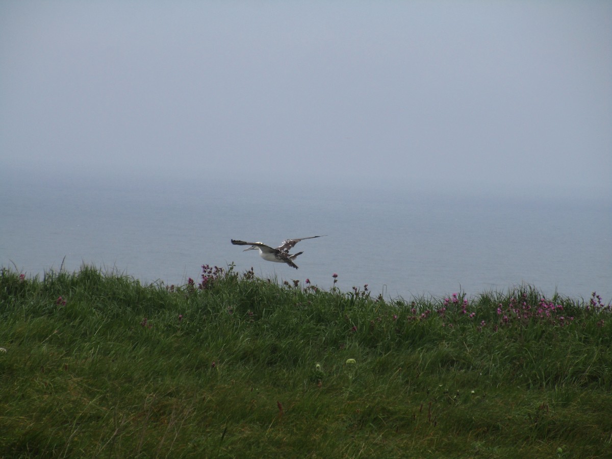 סולה מצויה - ML647186266