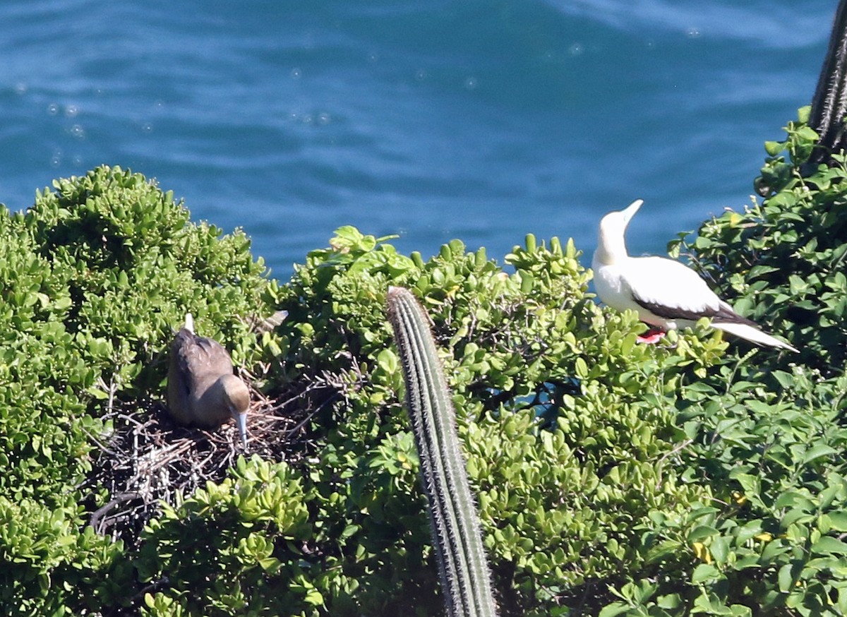 Сула червононога - ML647186269