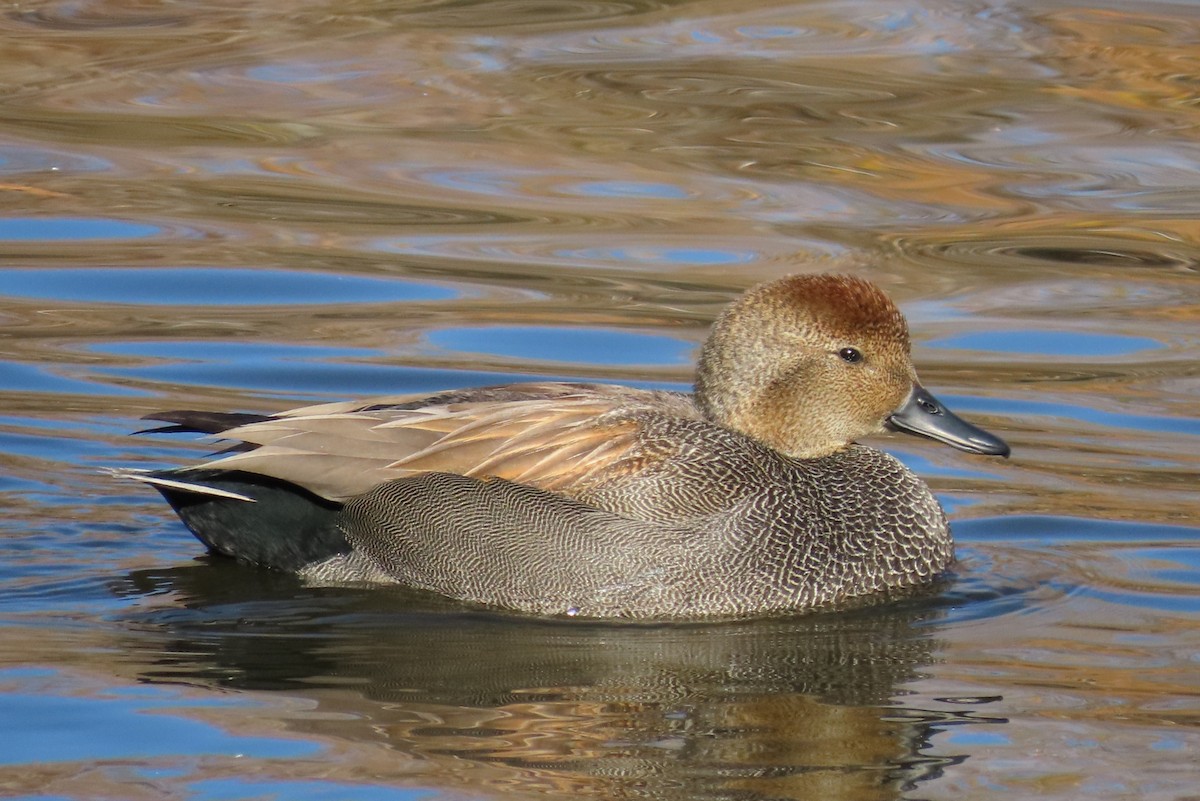 Gadwall - ML647186270