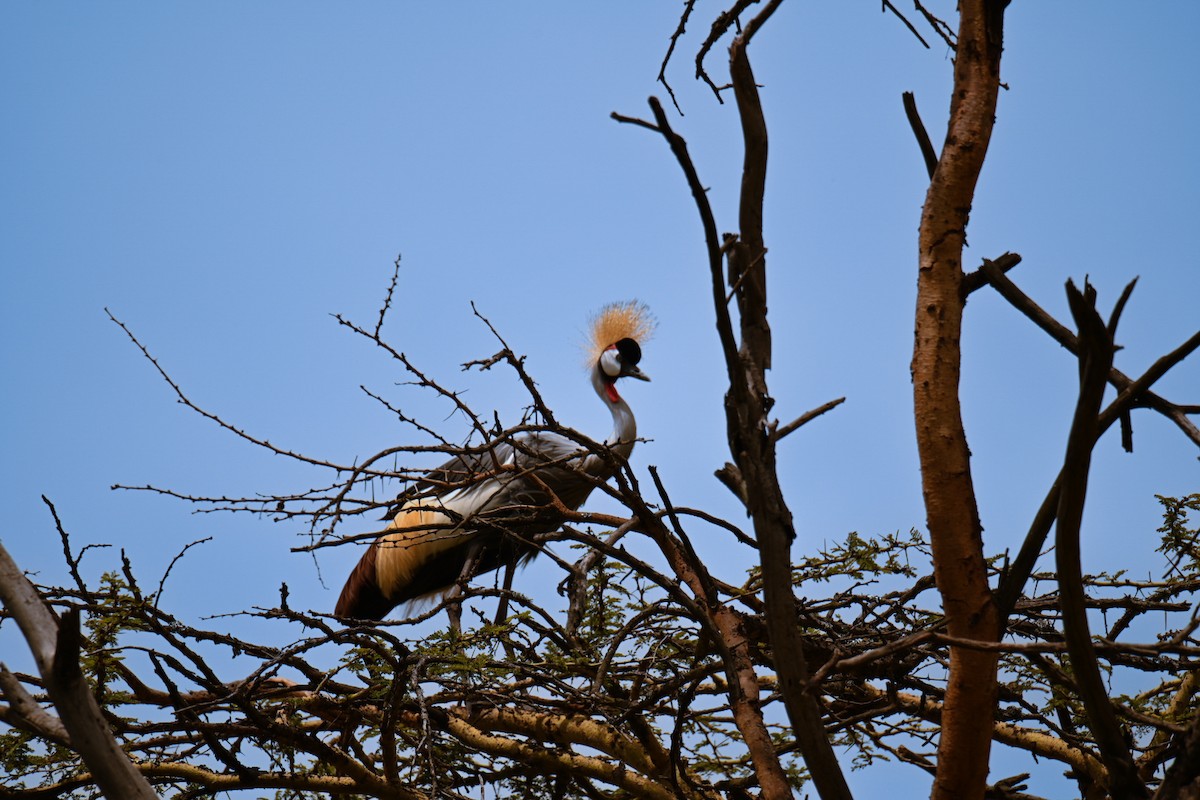 Gray Crowned-Crane - ML647186272