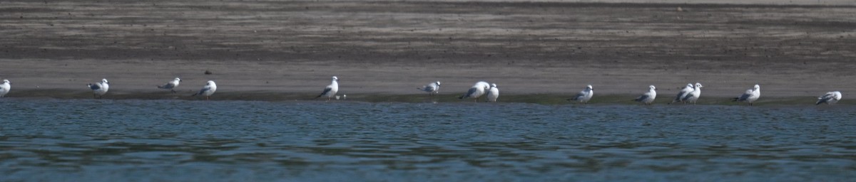 чайка sp. - ML647186280