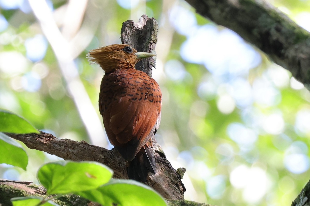 Ятла вохристоголова - ML647186304