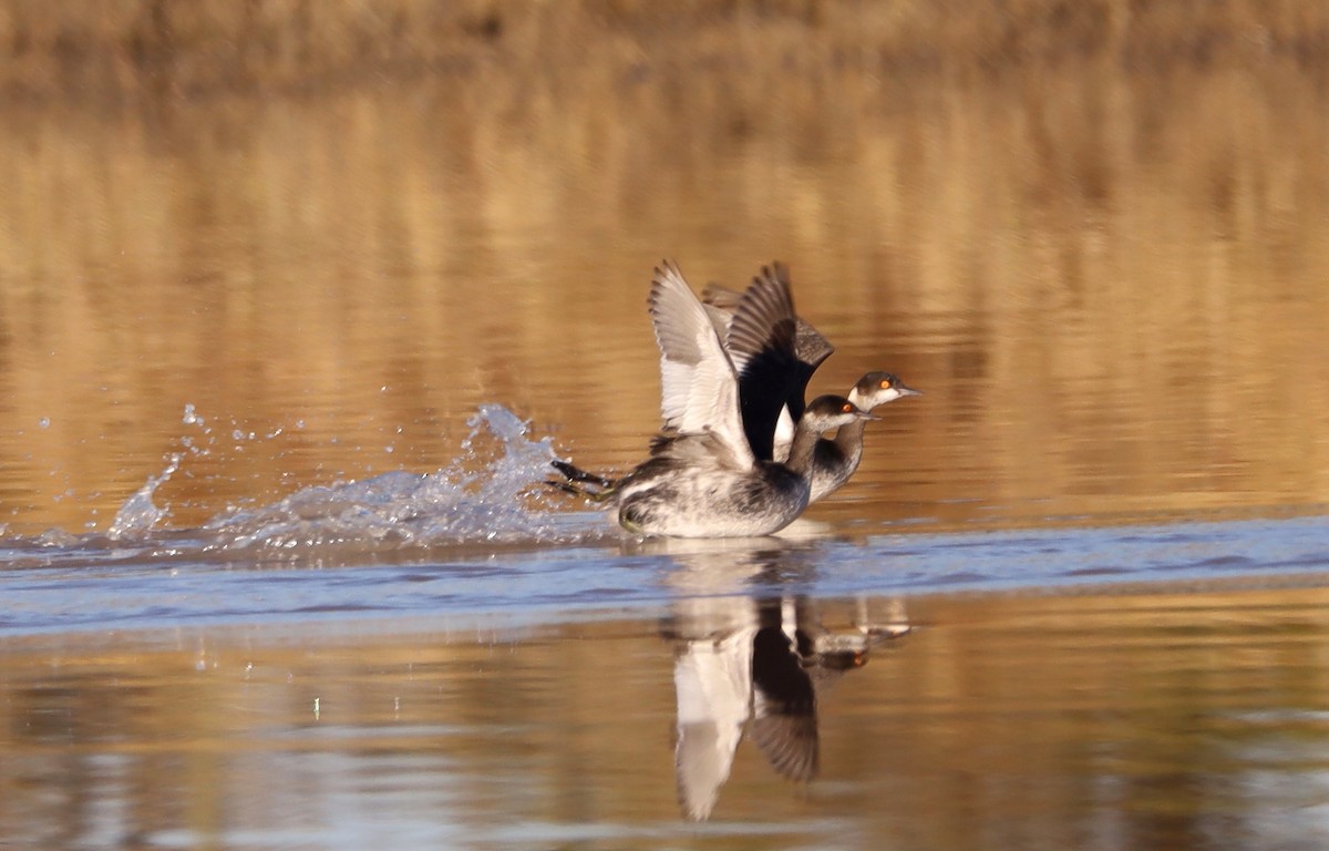 Eared Grebe - ML647186309