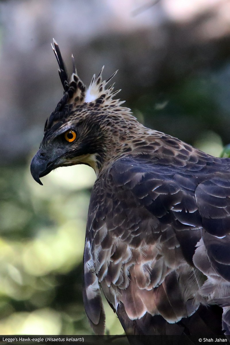 Legge's Hawk-Eagle - ML64718631