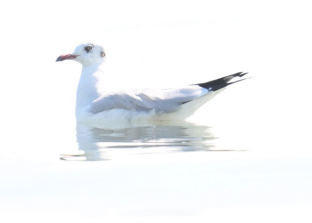 Gaviota Centroasiática - ML647186312