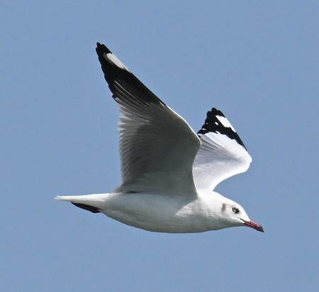 Gaviota Centroasiática - ML647186313
