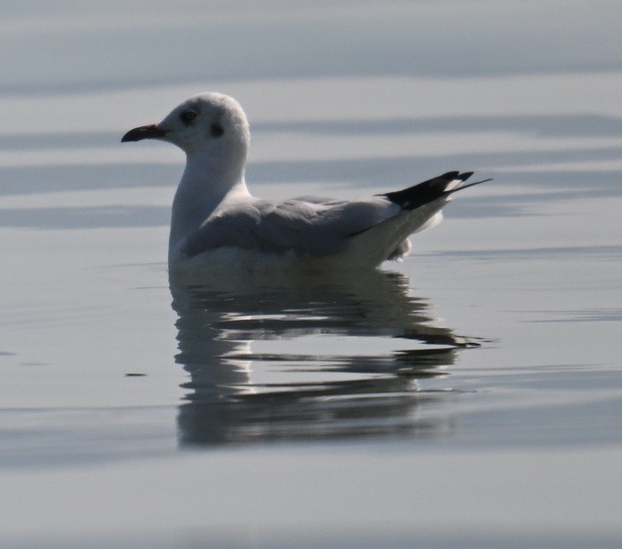 Gaviota Centroasiática - ML647186314