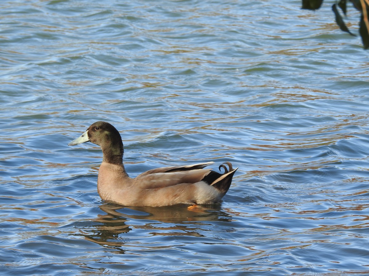 duck sp. - ML647186319