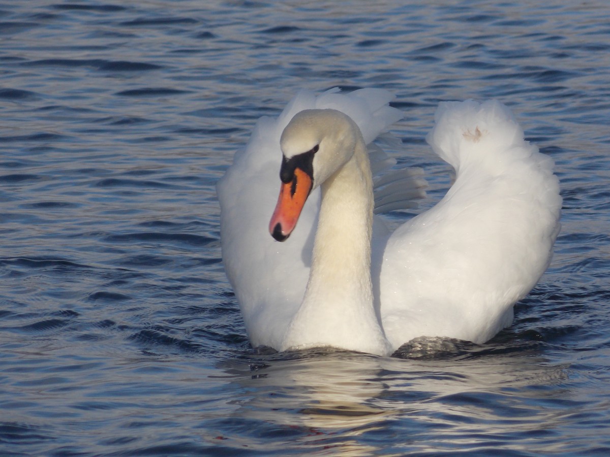 labuť velká - ML647186323