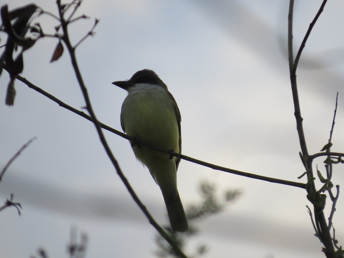 Thick-billed Kingbird - ML647186325