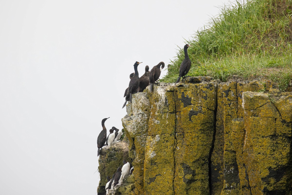 kormorán červenolící - ML647186342