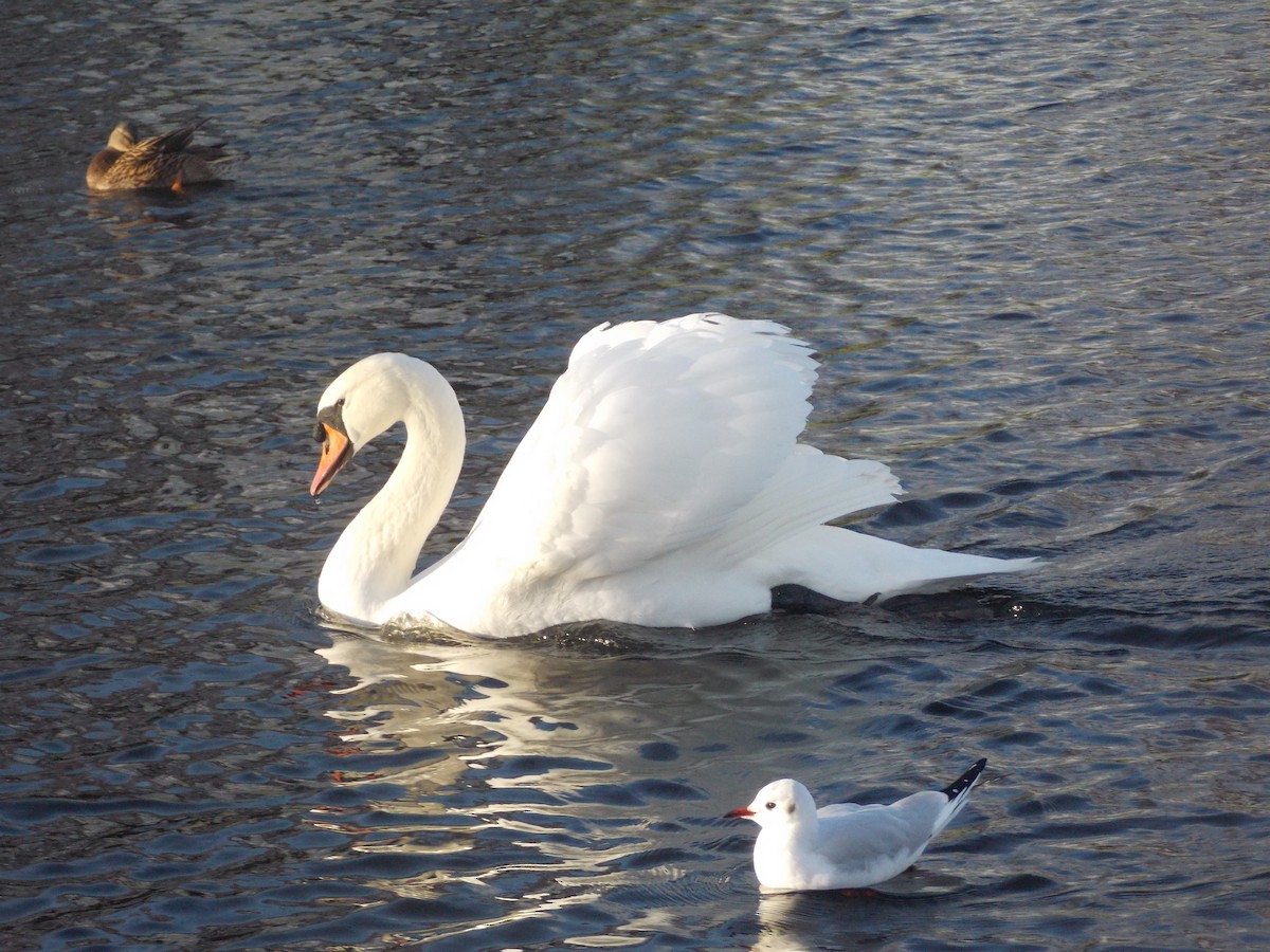 labuť velká - ML647186343