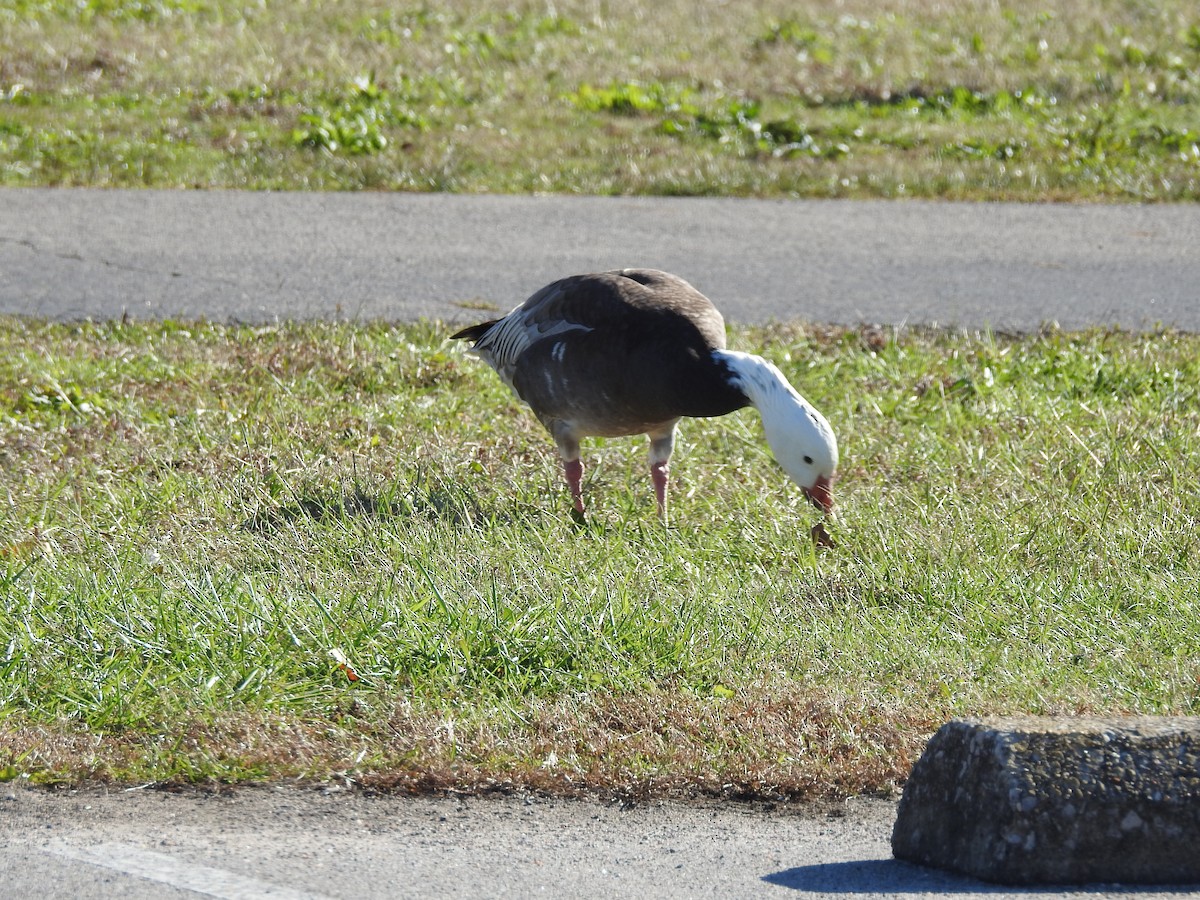 goose sp. - ML647186348