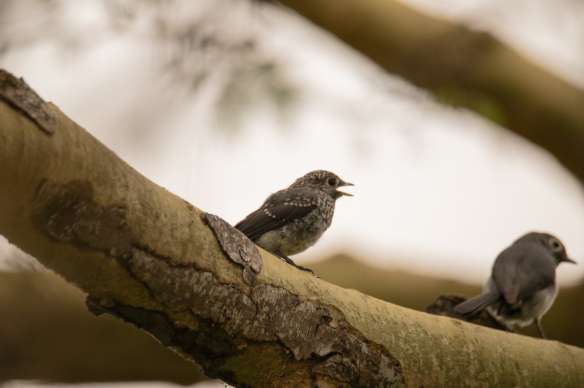 White-eyed Slaty-Flycatcher - ML647186349