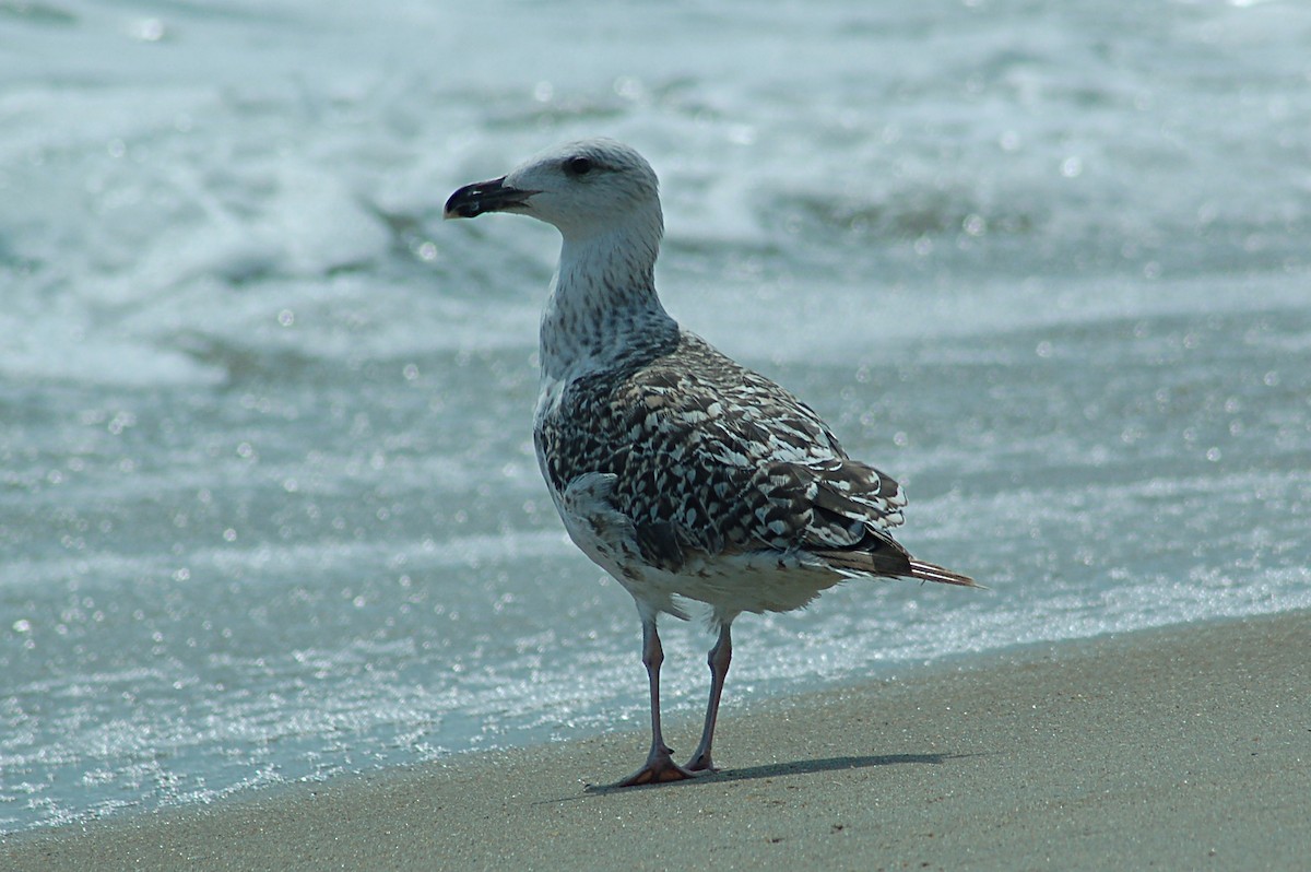 Great Black-backed Gull - ML647186352