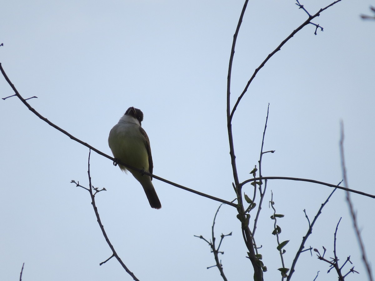 Thick-billed Kingbird - ML647186358