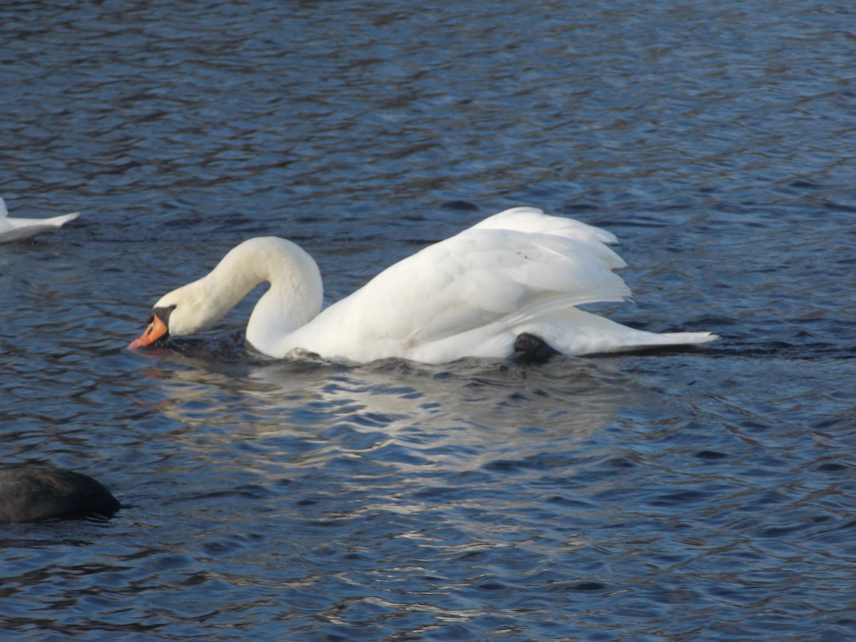 labuť velká - ML647186362