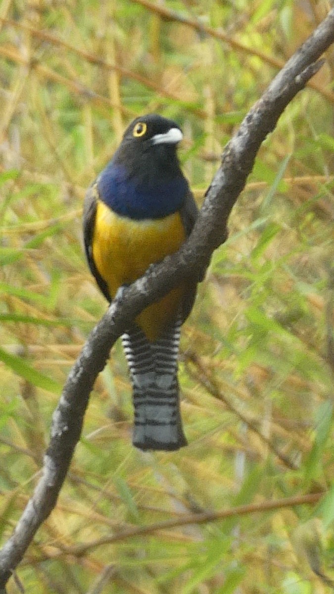 Gartered Violaceous Trogon - ML647186363