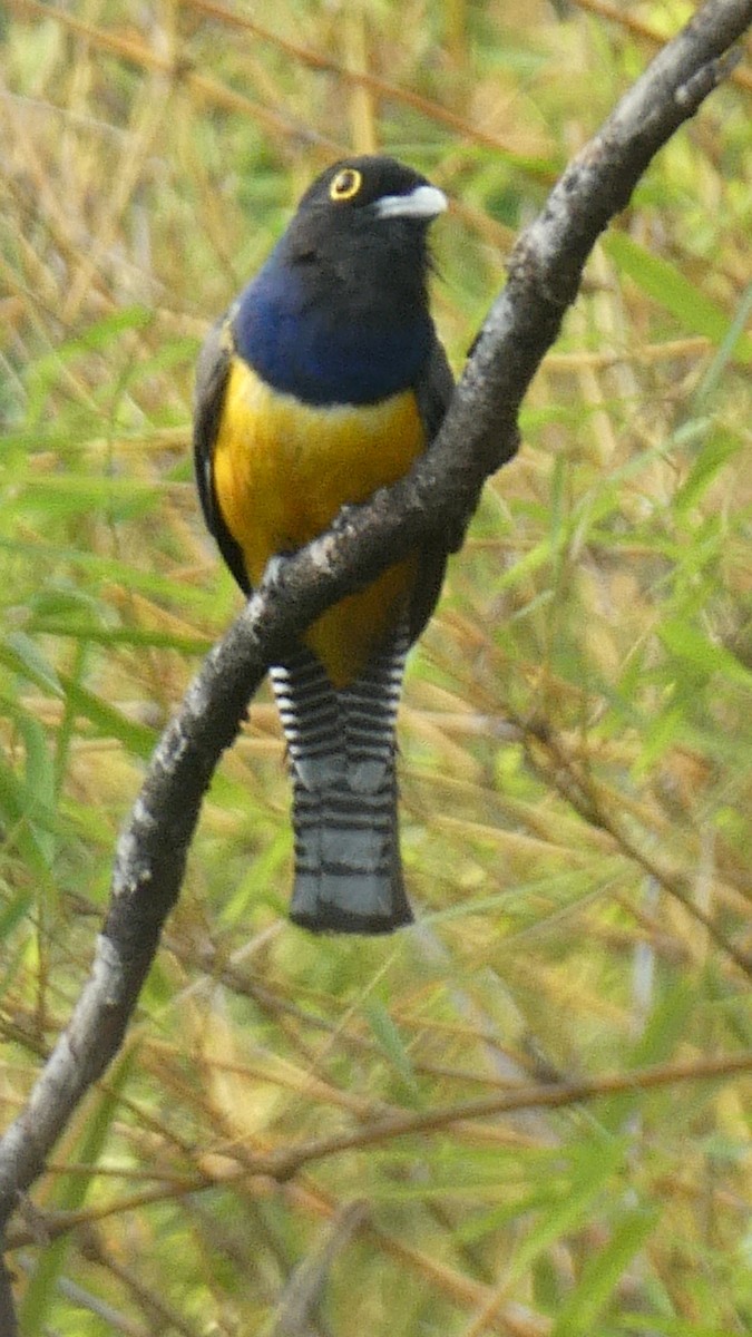 Gartered Violaceous Trogon - ML647186364