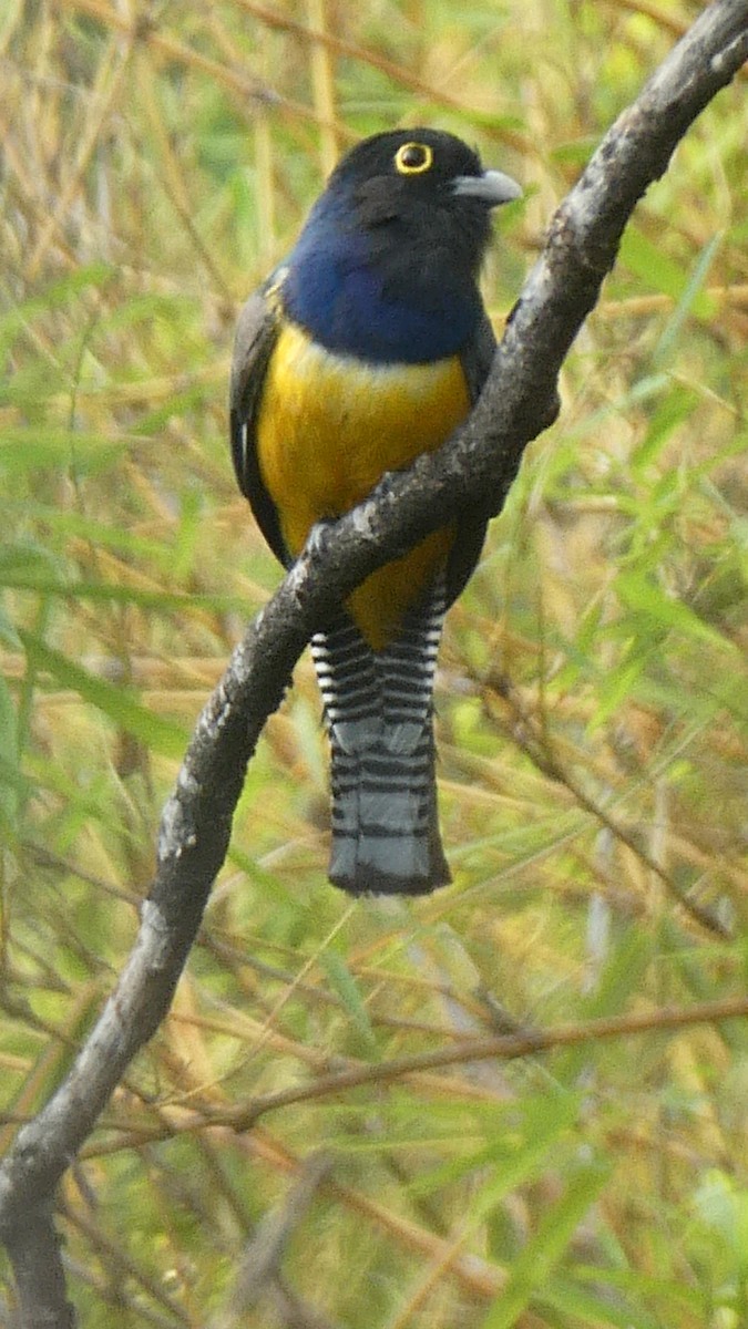 Gartered Violaceous Trogon - ML647186365