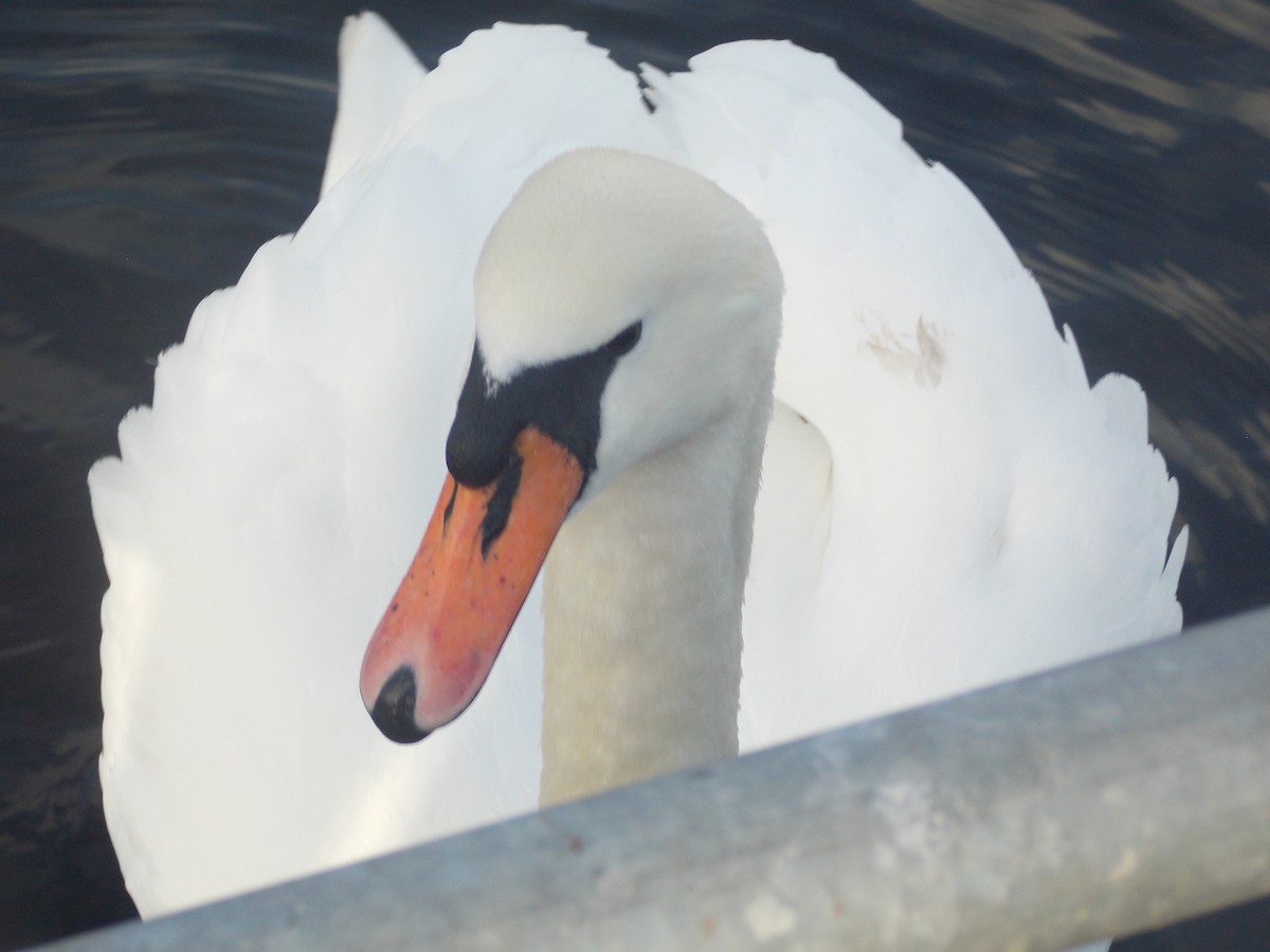 labuť velká - ML647186370