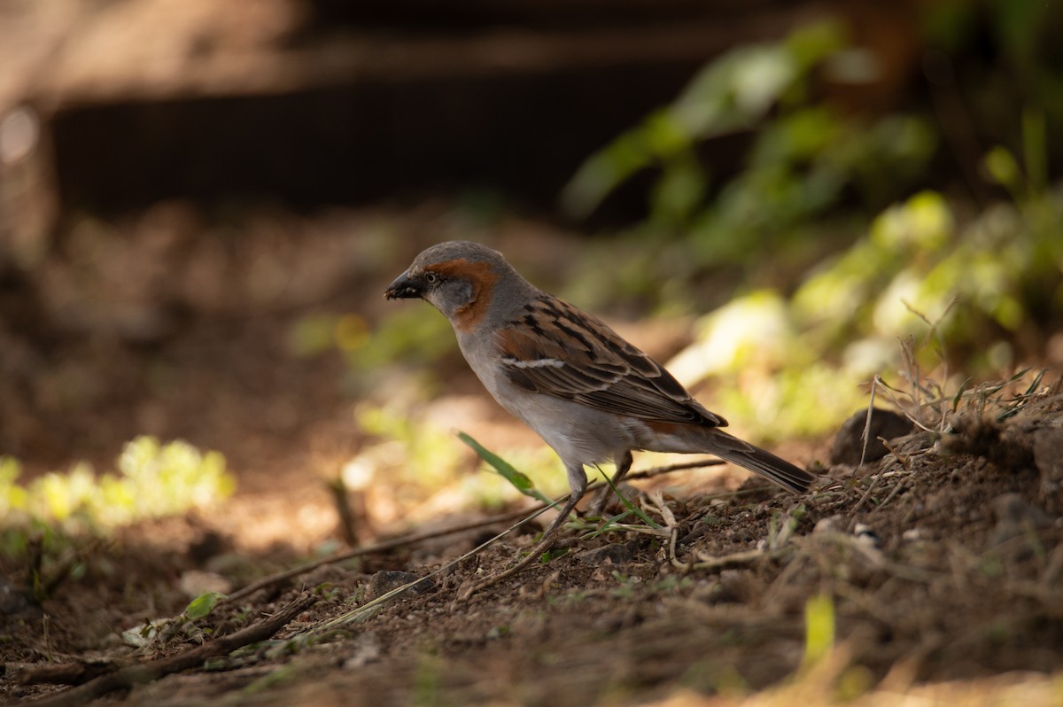 Горобець кенійський - ML647186377