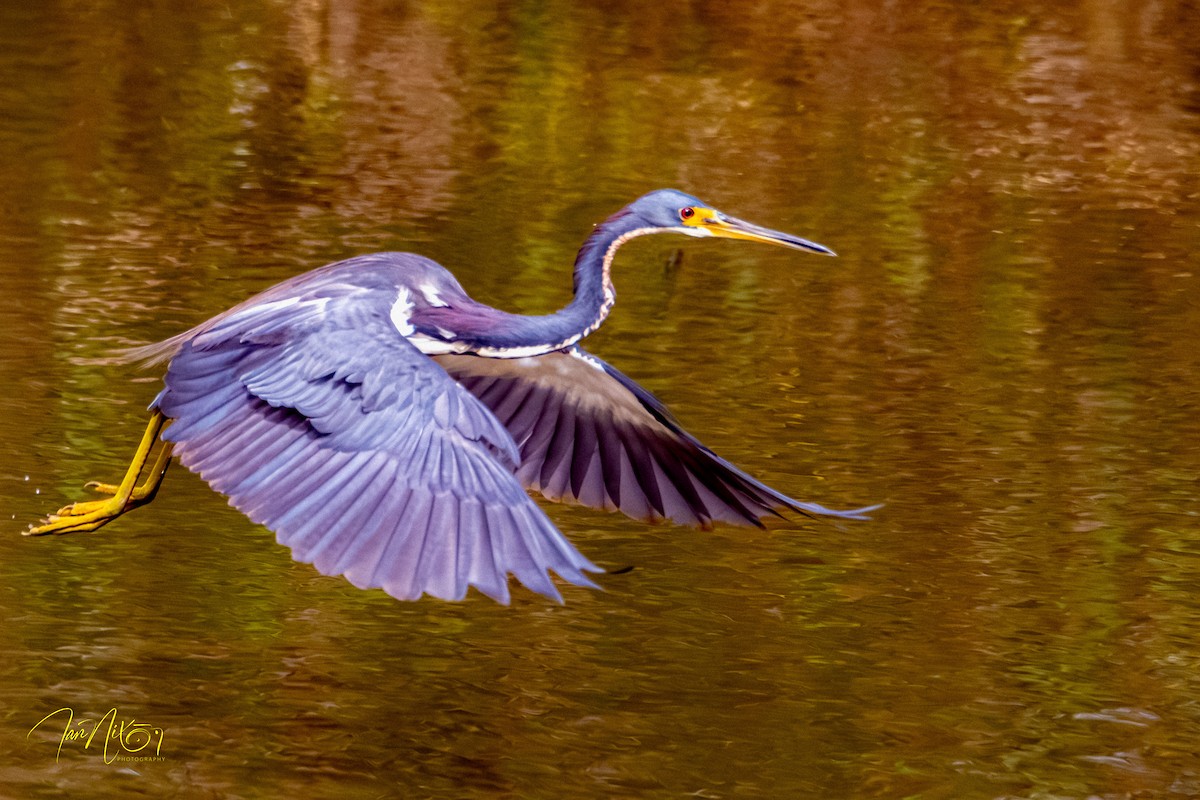 Чепура трибарвна - ML647186384