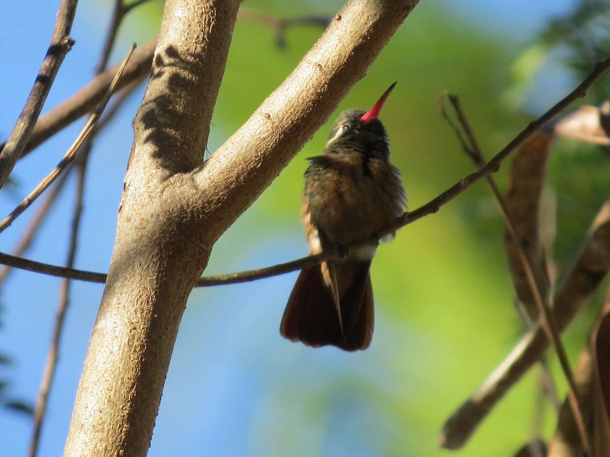 Колібрі-сапфір чорнолобий - ML647186390