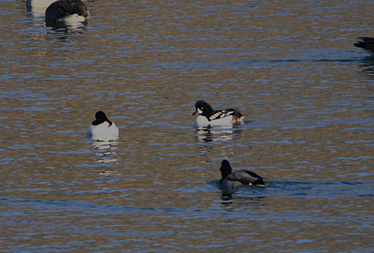Barrow's Goldeneye - ML647186391