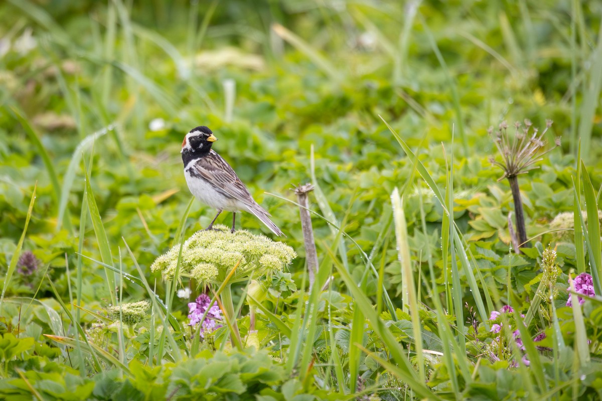 Подорожник лапландський - ML647186393