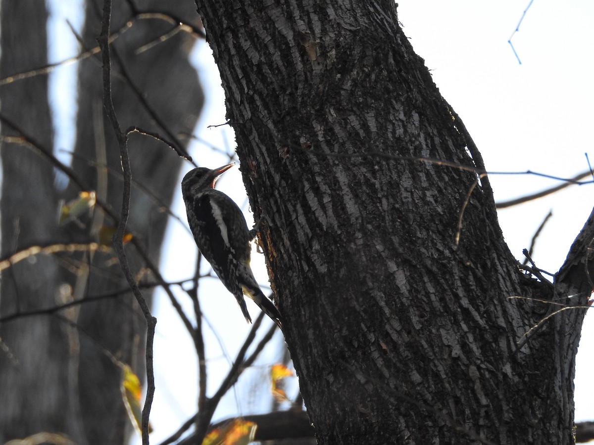 Дятел-смоктун жовточеревий - ML647186394